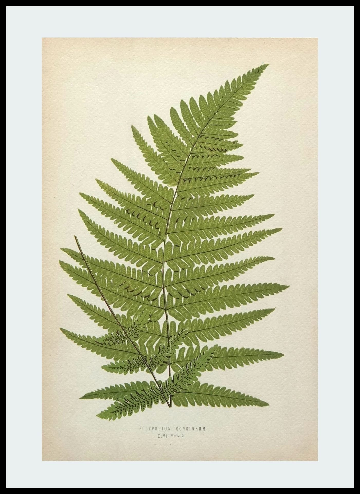 DNA AAP804 Polypodium Concinnum